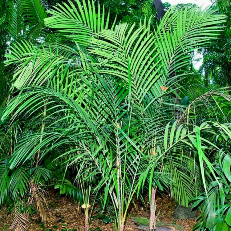 Nasiona-Palmy-Pinang-Pinanga-Malaiana  (3).png