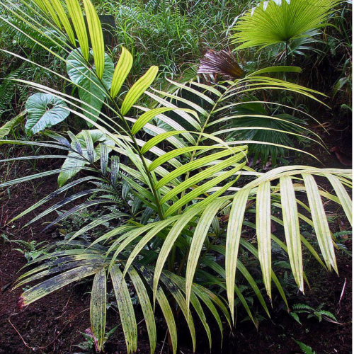 Nasiona-Palmy-Pinang-Pinanga-Malaiana  (2).png