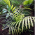 Nasiona-Palmy-Pinang-Pinanga-Malaiana  (2).png