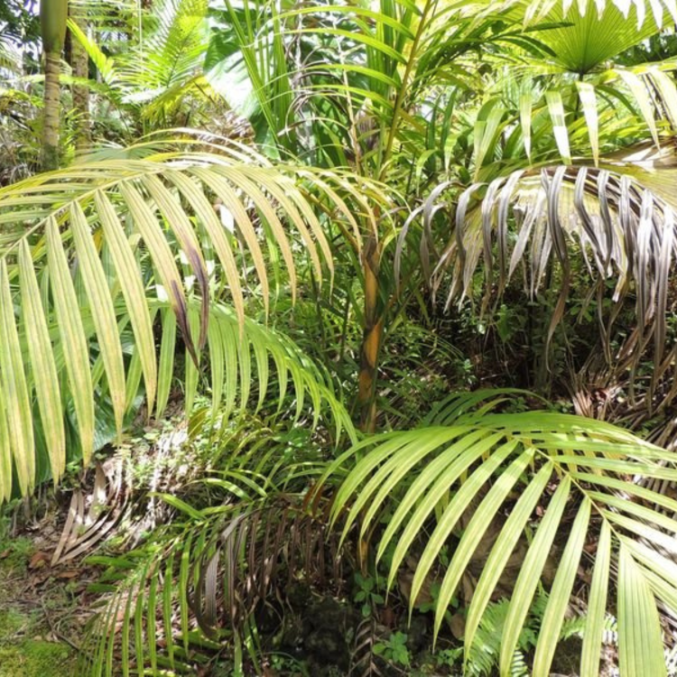 Nasiona-Palmy-Pinang-Pinanga-Malaiana  (1).png