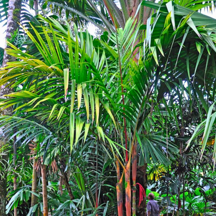 Nasiona-Palmy-Pinang-Pinanga-Malaiana .png