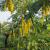 Nasiona-Jadłoszynu-Khejri-Prosopis-Cineraria (7).png