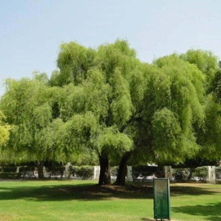 Nasiona-Jadłoszynu-Khejri-Prosopis-Cineraria (6).png