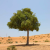 Nasiona-Jadłoszynu-Khejri-Prosopis-Cineraria (5).png