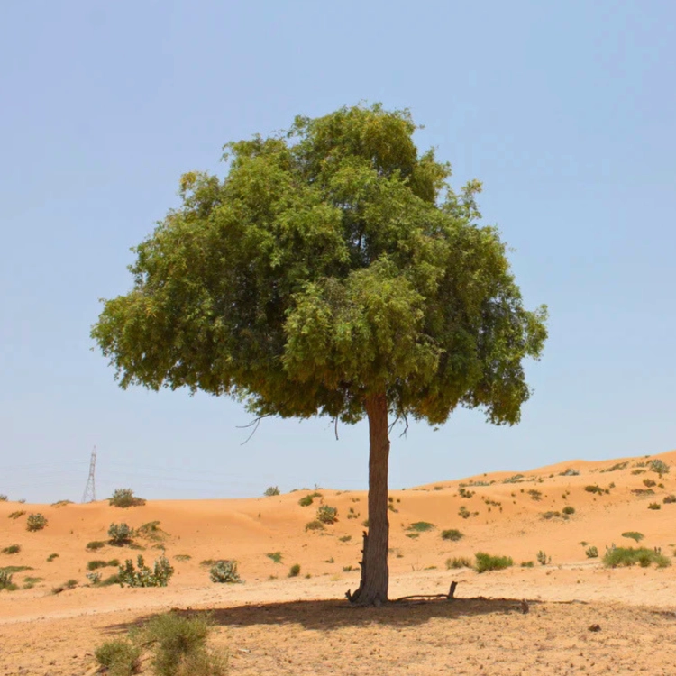 Nasiona-Jadłoszynu-Khejri-Prosopis-Cineraria (5).png