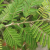 Nasiona-Jadłoszynu-Khejri-Prosopis-Cineraria (3).png