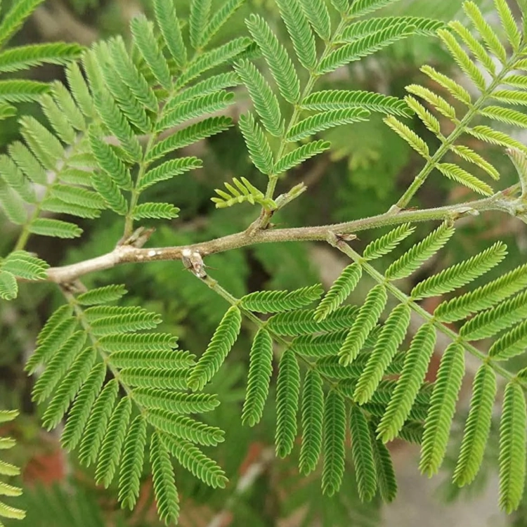 Nasiona-Jadłoszynu-Khejri-Prosopis-Cineraria (3).png