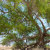 Nasiona-Jadłoszynu-Khejri-Prosopis-Cineraria (2).png