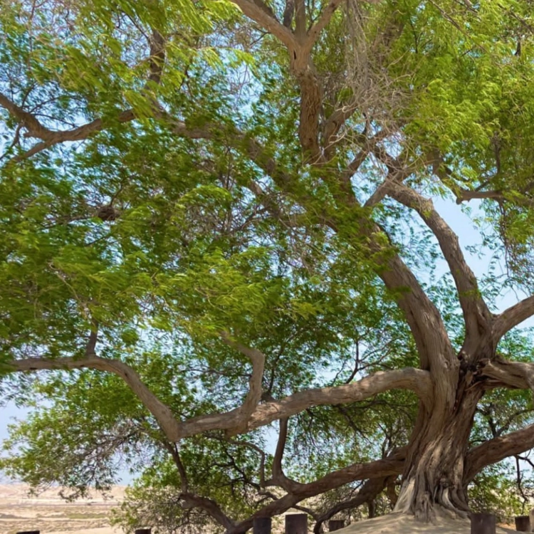 Nasiona-Jadłoszynu-Khejri-Prosopis-Cineraria (2).png