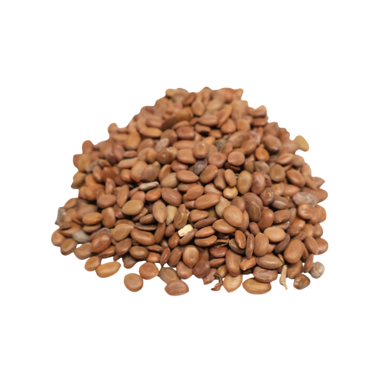 Nasiona-Jadłoszynu-Khejri-Prosopis-Cineraria.png