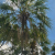 Nasiona-Liwistonii-Jenkinsiana-Livistona-Jenkinsiana (4).png