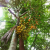 Nasiona-Liwistonii-Jenkinsiana-Livistona-Jenkinsiana (3).png