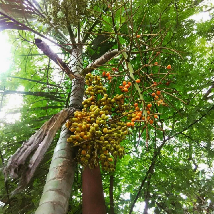 Nasiona-Liwistonii-Jenkinsiana-Livistona-Jenkinsiana (3).png