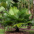 Nasiona-Liwistonii-Jenkinsiana-Livistona-Jenkinsiana (2).png
