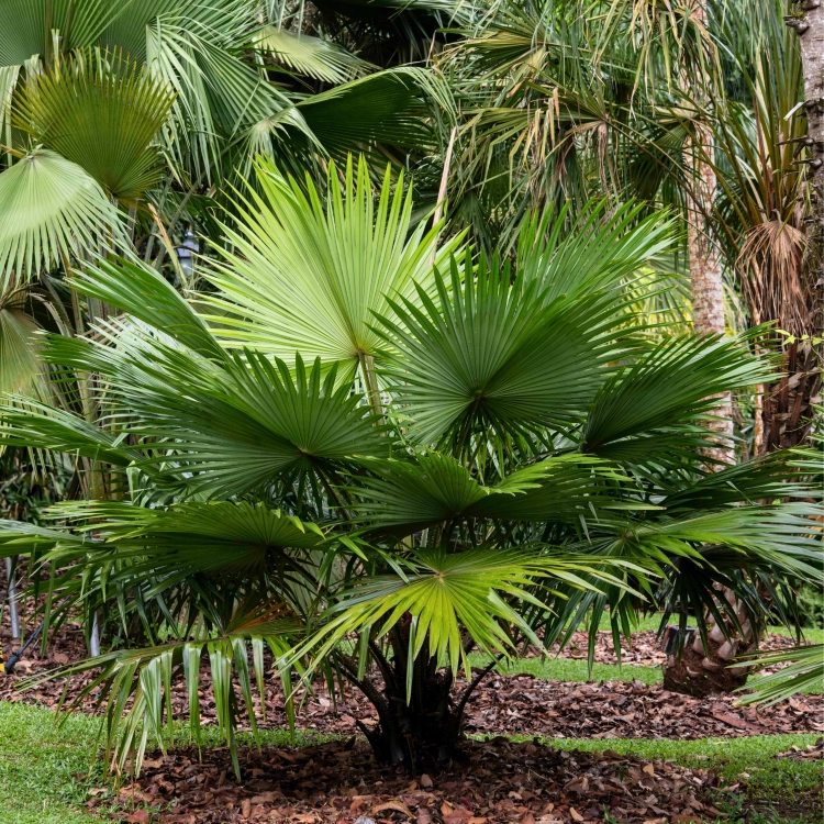 Nasiona-Liwistonii-Jenkinsiana-Livistona-Jenkinsiana (2).png