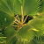 Nasiona-Liwistonii-Jenkinsiana-Livistona-Jenkinsiana.png