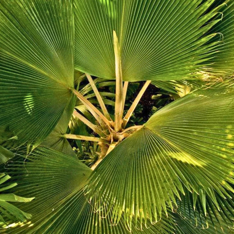 Nasiona-Liwistonii-Jenkinsiana-Livistona-Jenkinsiana.png