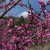 Nasiona-Judaszowca-Zachodniego-Cercis-Occidentalis (6).png