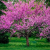 Nasiona-Judaszowca-Zachodniego-Cercis-Occidentalis (5).png