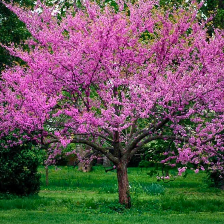 Nasiona-Judaszowca-Zachodniego-Cercis-Occidentalis (5).png