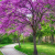 Nasiona-Judaszowca-Zachodniego-Cercis-Occidentalis (4).png