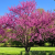 Nasiona-Judaszowca-Zachodniego-Cercis-Occidentalis (3).png
