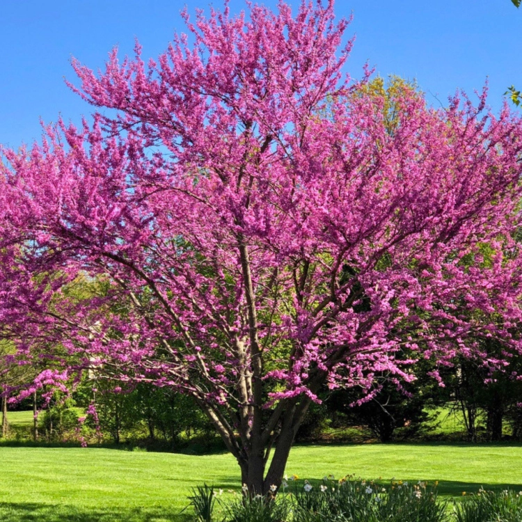 Nasiona-Judaszowca-Zachodniego-Cercis-Occidentalis (3).png