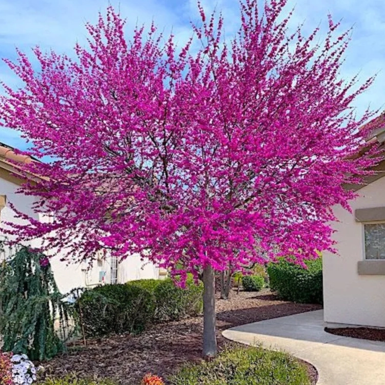 Nasiona-Judaszowca-Zachodniego-Cercis-Occidentalis (2).png