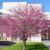 Nasiona-Judaszowca-Zachodniego-Cercis-Occidentalis (1).png