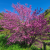 Nasiona-Judaszowca-Zachodniego-Cercis-Occidentalis.png
