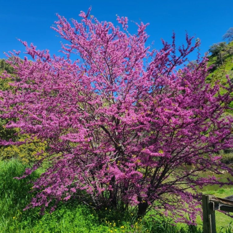 Nasiona-Judaszowca-Zachodniego-Cercis-Occidentalis.png