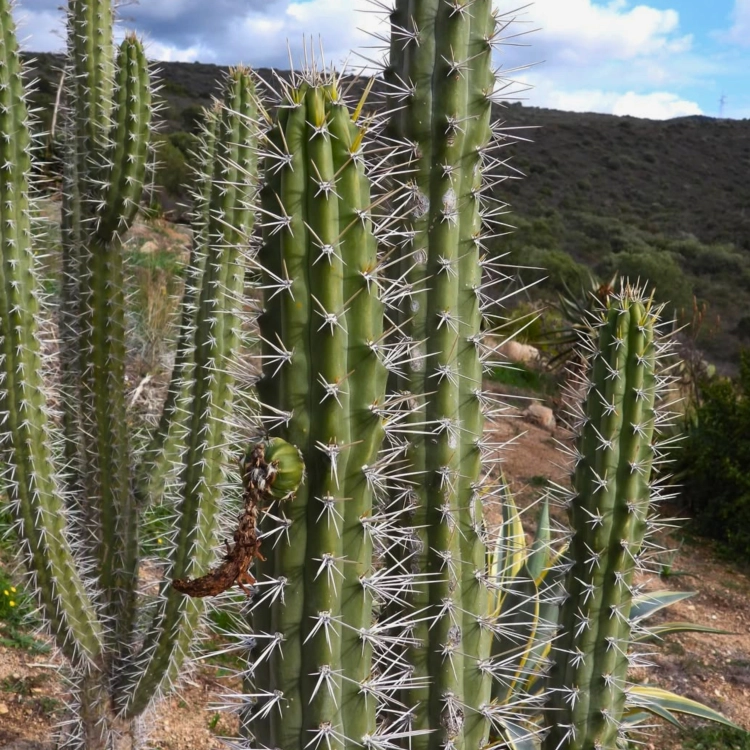 Nasiona-Kaktusa-Nocnego-Kwiatu-Harrisia-Tetracantha (5).png