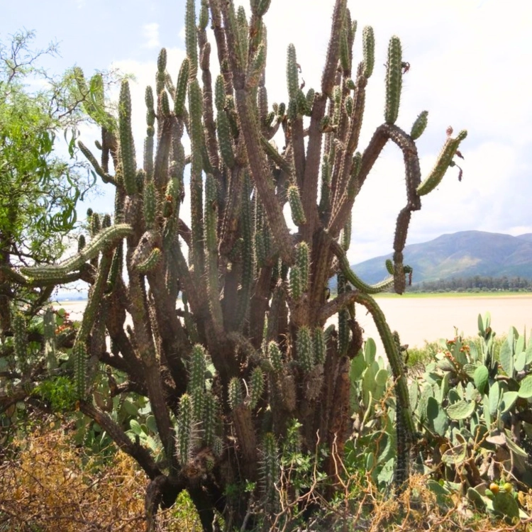 Nasiona-Kaktusa-Nocnego-Kwiatu-Harrisia-Tetracantha (4).png