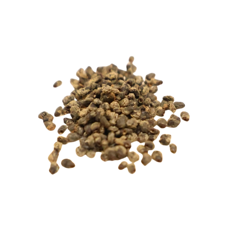 Nasiona-Kaktusa-Nocnego-Kwiatu-Harrisia-Tetracantha (3).png