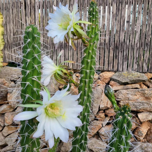 Nasiona-Kaktusa-Nocnego-Kwiatu-Harrisia-Tetracantha (2).png