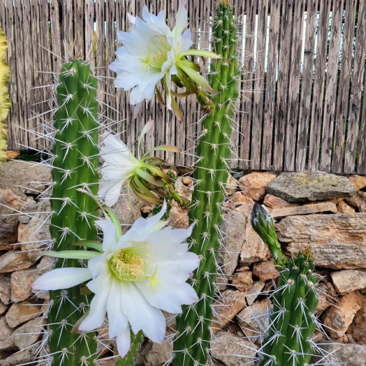 Nasiona-Kaktusa-Nocnego-Kwiatu-Harrisia-Tetracantha (2).png