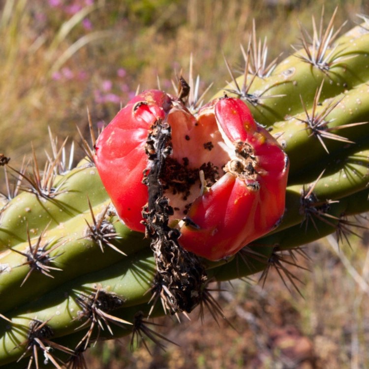 Nasiona-Kaktusa-Nocnego-Kwiatu-Harrisia-Tetracantha (1).png