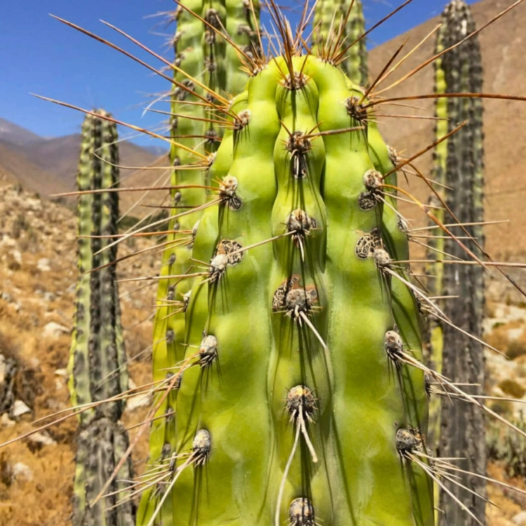 Nasiona-Kaktusa-Andyjskiego-Corryocactus-Brevistylus  (5).png