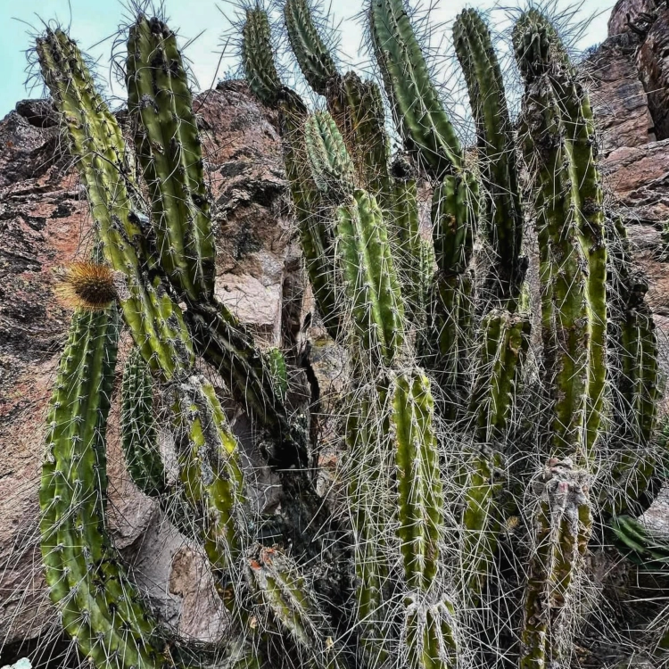 Nasiona-Kaktusa-Andyjskiego-Corryocactus-Brevistylus  (4).png