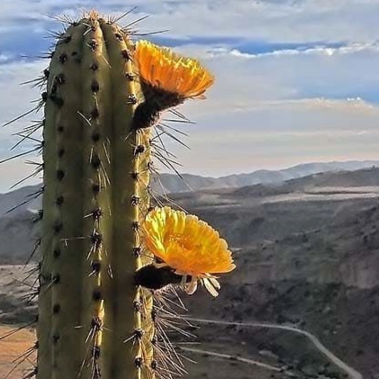 Nasiona-Kaktusa-Andyjskiego-Corryocactus-Brevistylus  (3).png