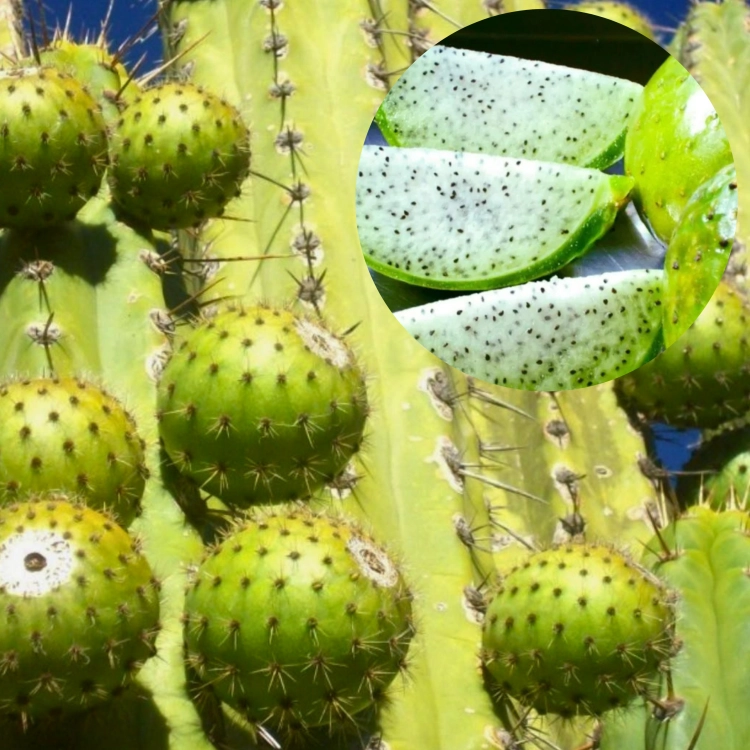 Nasiona-Kaktusa-Andyjskiego-Corryocactus-Brevistylus  (2).png