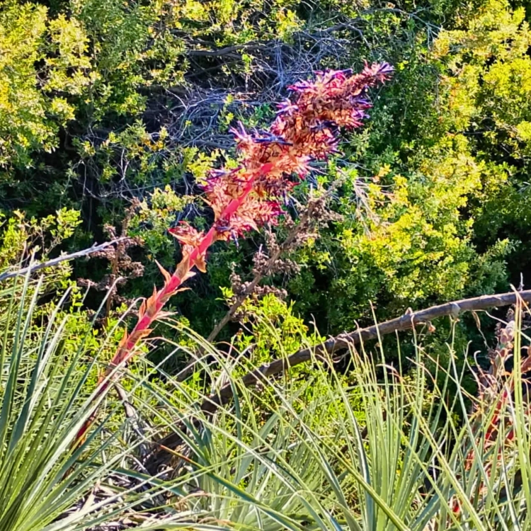 Nasiona-Puya-Kolczasta-Puya-Coerulea (5).png
