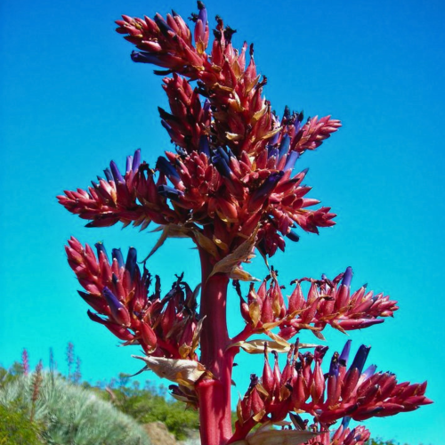 Nasiona-Puya-Kolczasta-Puya-Coerulea (4).png