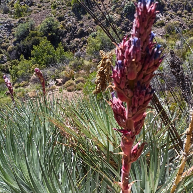 Nasiona-Puya-Kolczasta-Puya-Coerulea (3).png