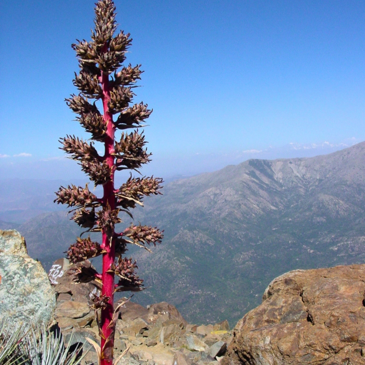 Nasiona-Puya-Kolczasta-Puya-Coerulea (2).png