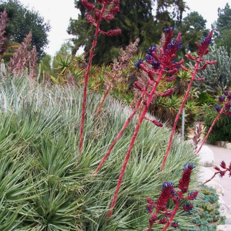 Nasiona-Puya-Kolczasta-Puya-Coerulea (1).png