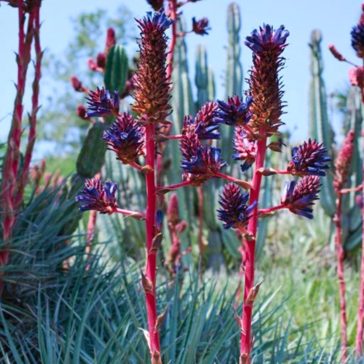 Nasiona-Puya-Kolczasta-Puya-Coerulea.png