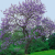 Nasiona-Paulowni-Surmolistnej-Paulownia-Catalpifolia (3).png
