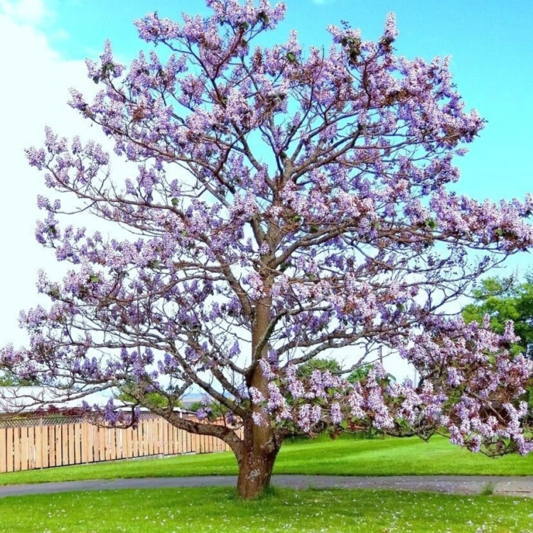 Nasiona-Paulowni-Surmolistnej-Paulownia-Catalpifolia (1).png