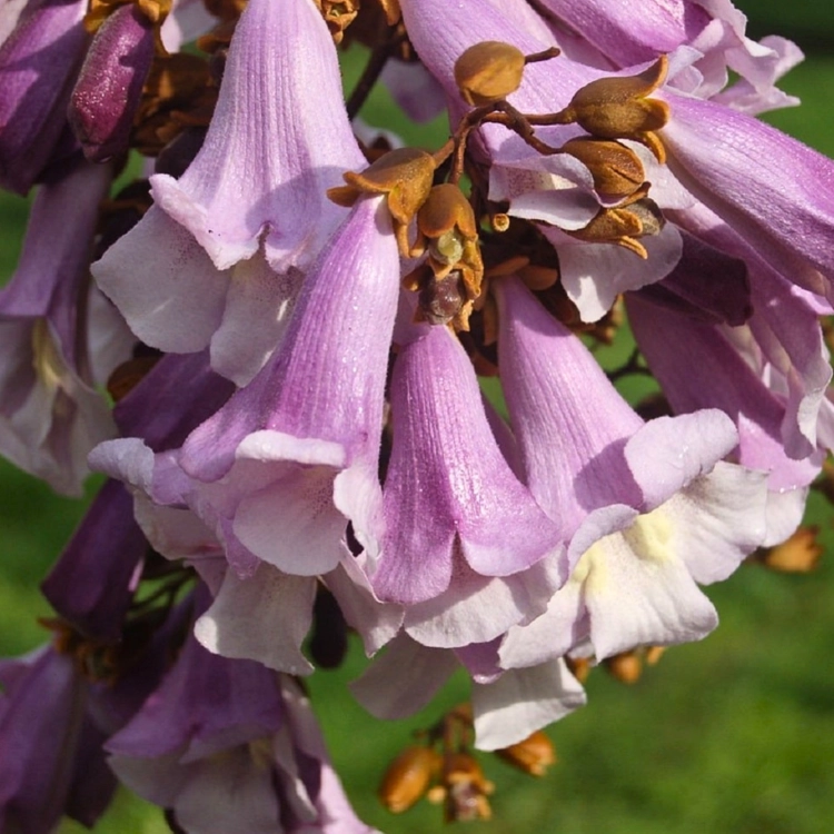 Nasiona-Paulowni-Surmolistnej-Paulownia-Catalpifolia.png